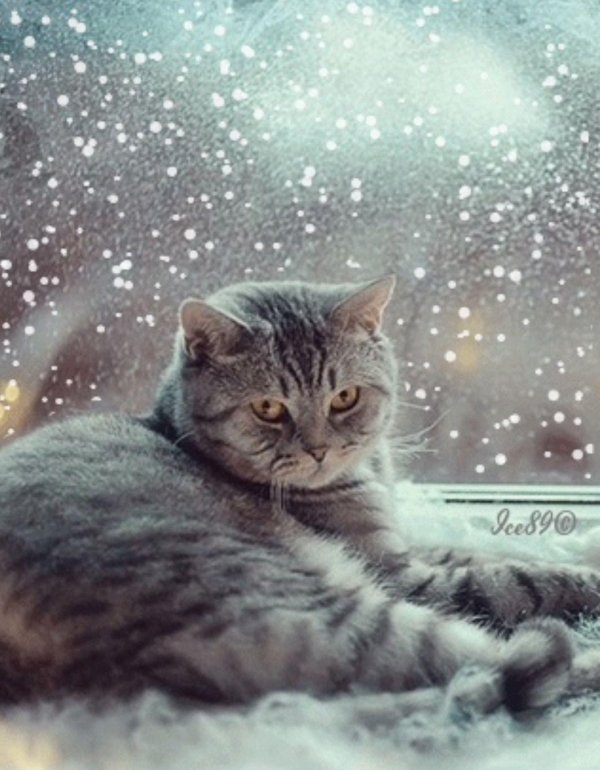 кошка на зимнем окне