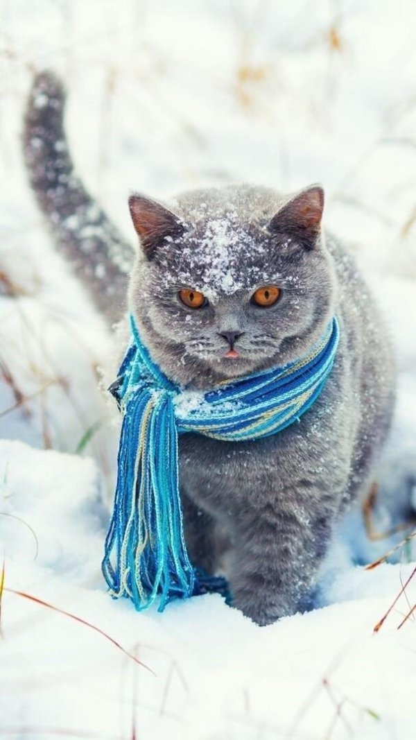 зимние коты