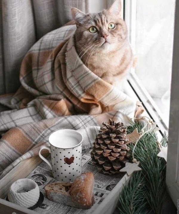 уютный котик