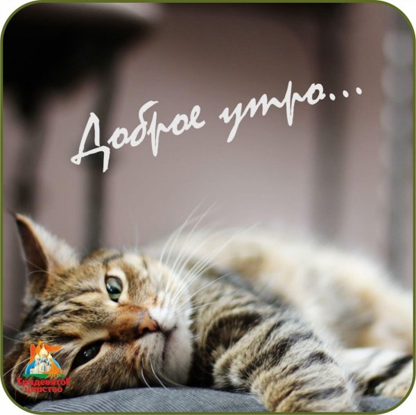 красивая кошка