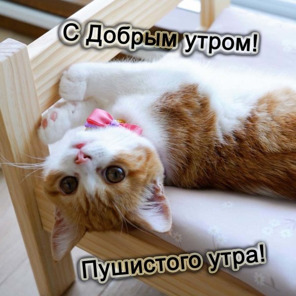 котёнок доброе утро