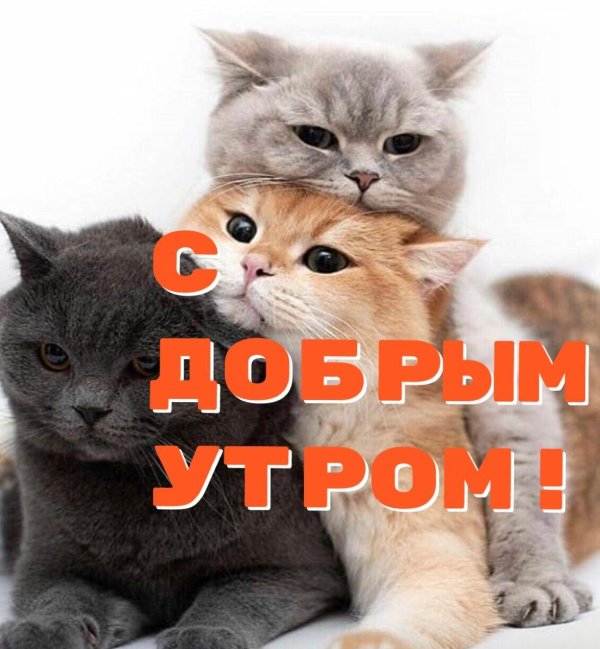 доброго утра котенок