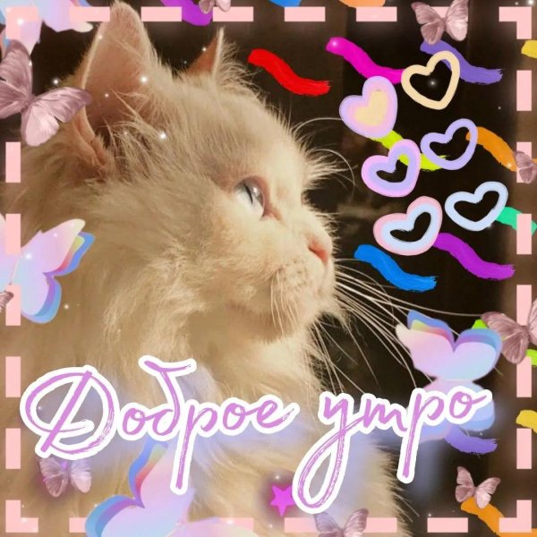 доброе утро киса