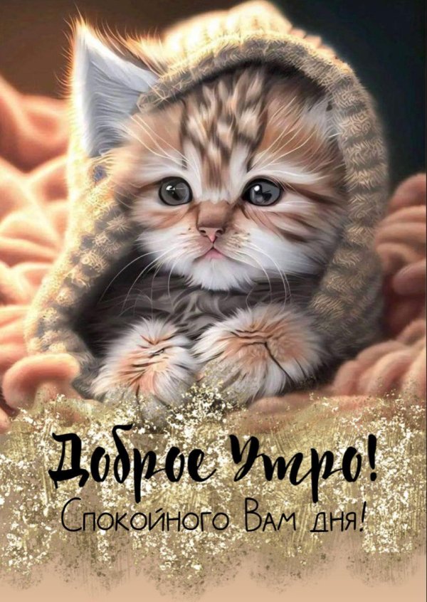 очаровательные котята