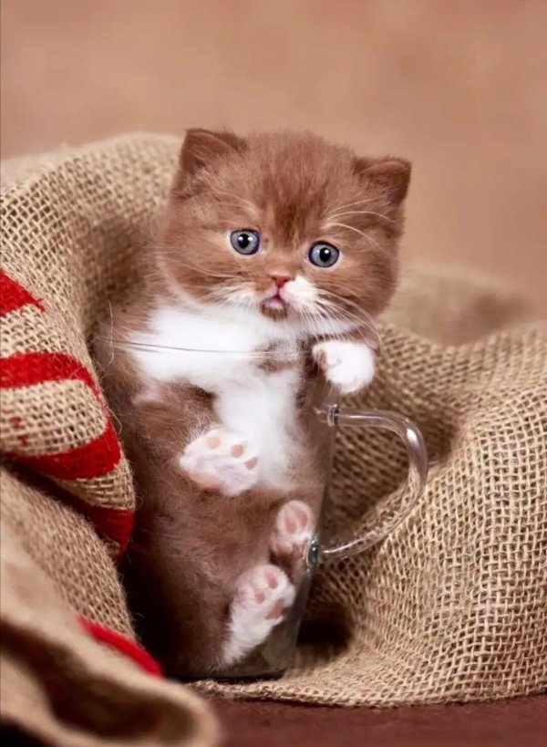 кот циннамон