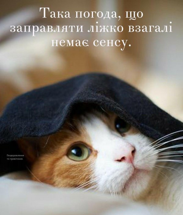 добрая кошка