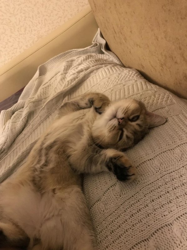 котики утро