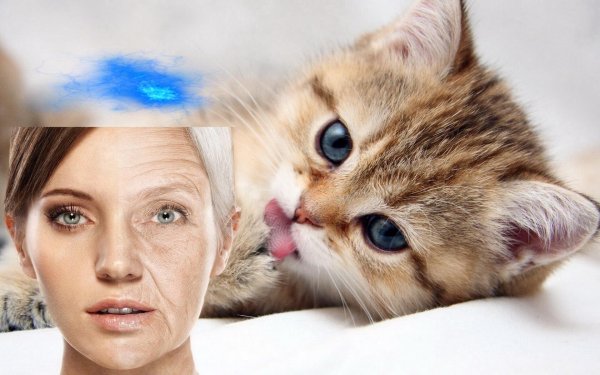 кошки маленькие