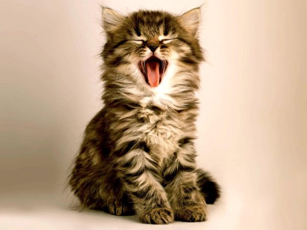 cat yawning