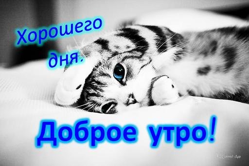 спокойной ночи моя