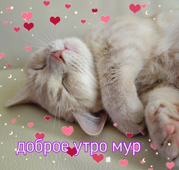доброе утро котик любимый