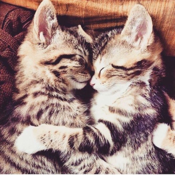 котики обнимаются