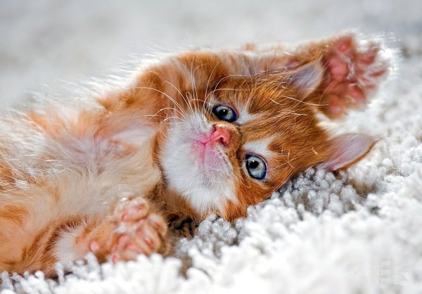 рыжие котята