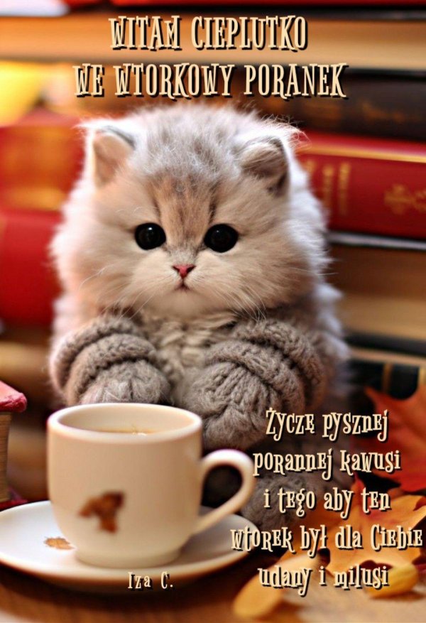 очень милые котята