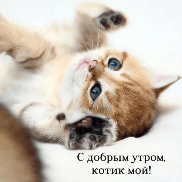 доброго утра котенок