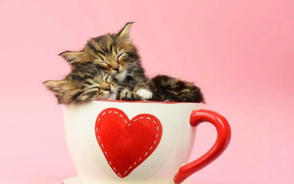 котенок в чашке