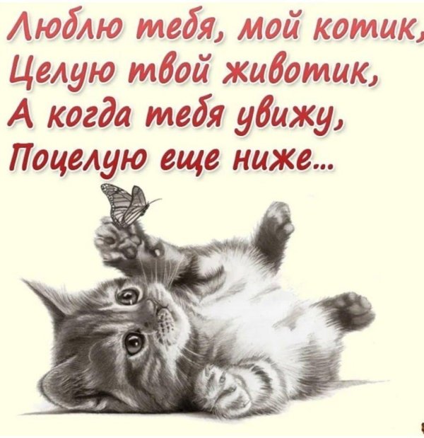 любимому котику