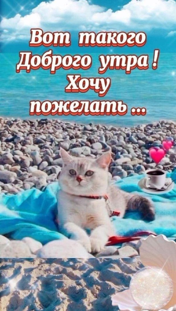 кошка загорает