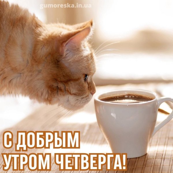 утренний кот