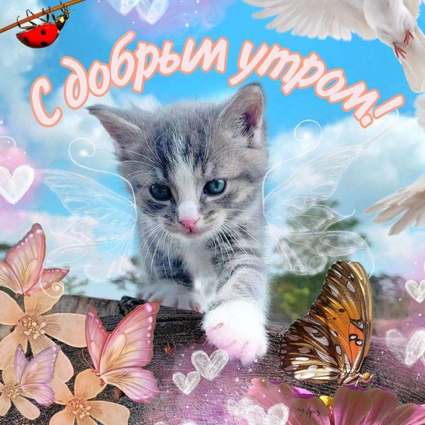 доброго утра котенок
