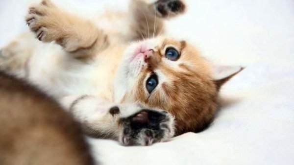 котенок красивый