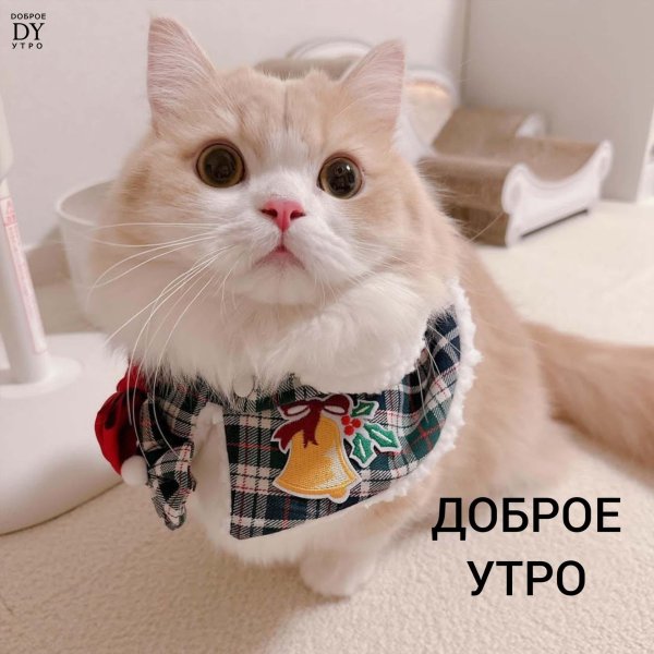 картиночки доброе утро
