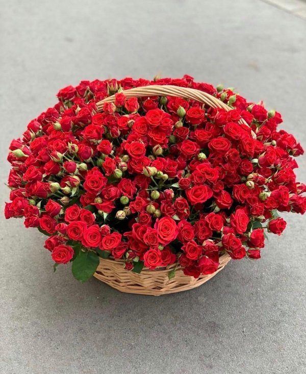 красная кустовая роза