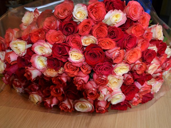 роза муссет