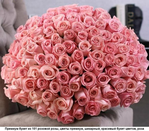 хермоза роза