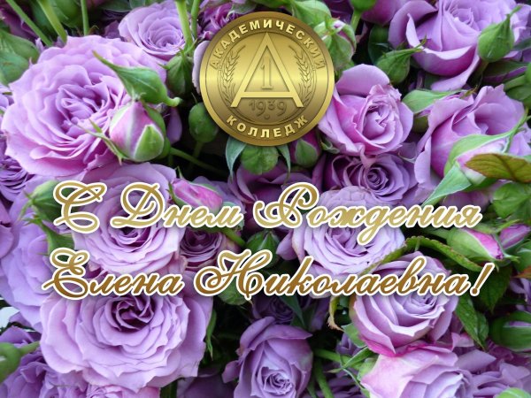 сиреневая роза