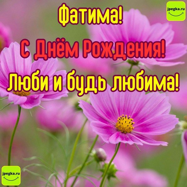 космея цветок