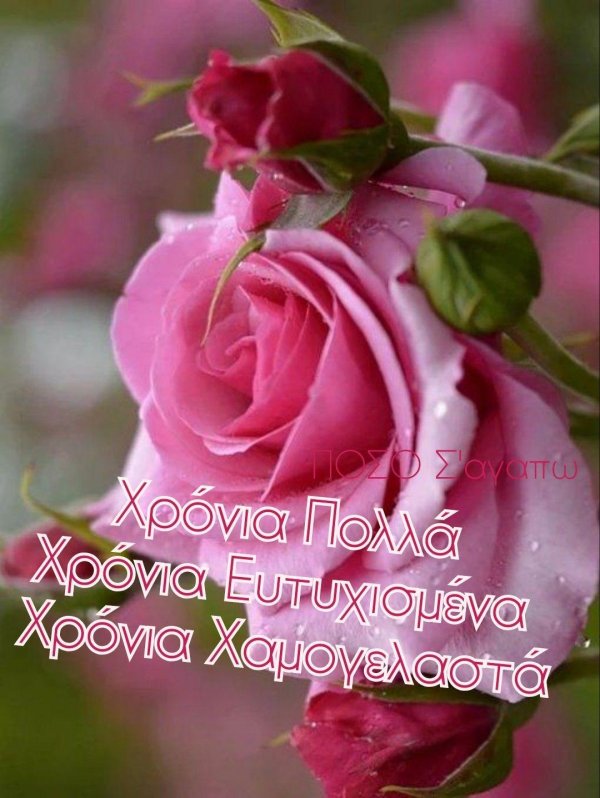 красивая роза