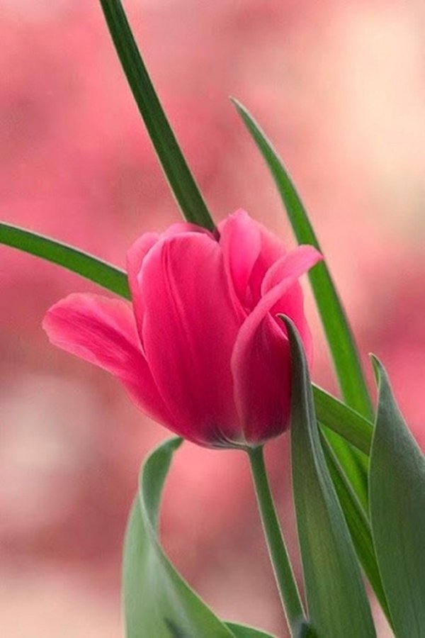 розовые тюльпаны