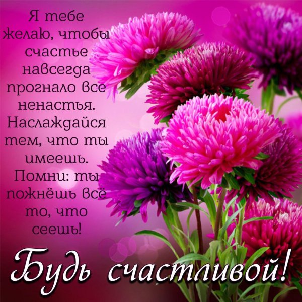 астры цинии хризантемы