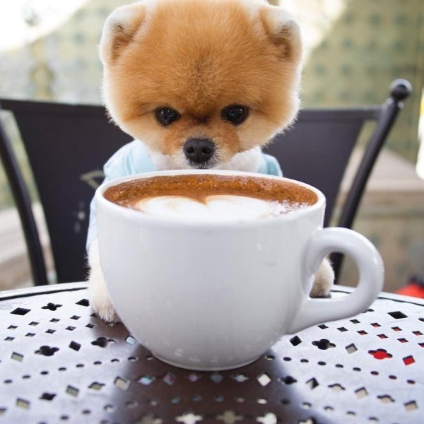 померанский шпиц jiffpom