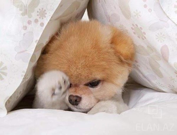 шпиц померанский