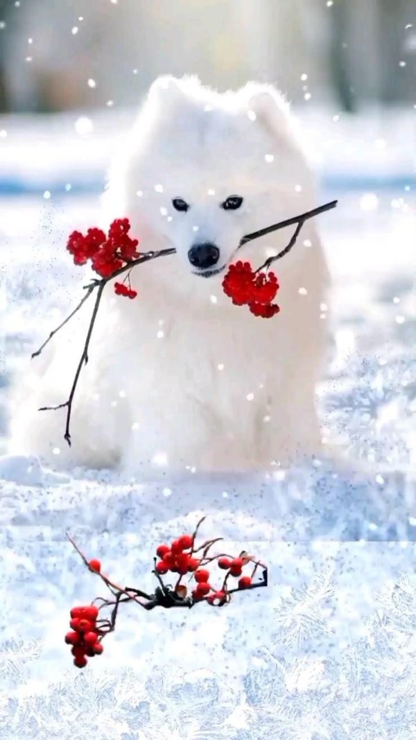 доброго зимнего утра с животными