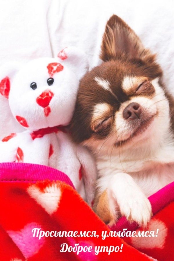 милые собачки