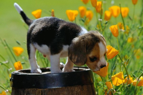 порода бигль