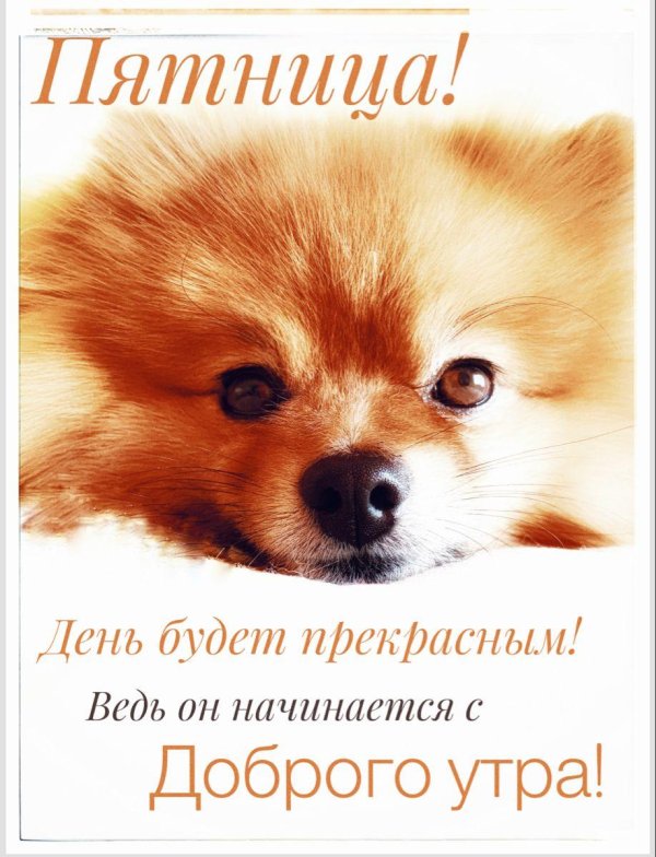 шпиц померанский