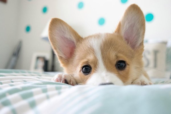 вельшкорги пемброк