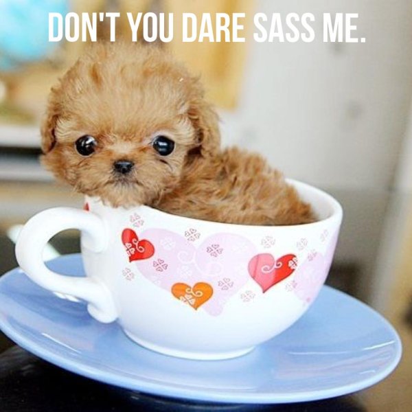 тикап пудель