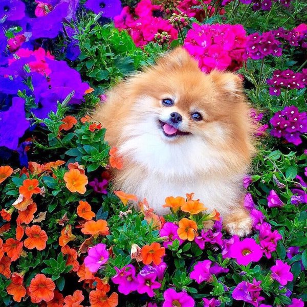 шпиц померанский