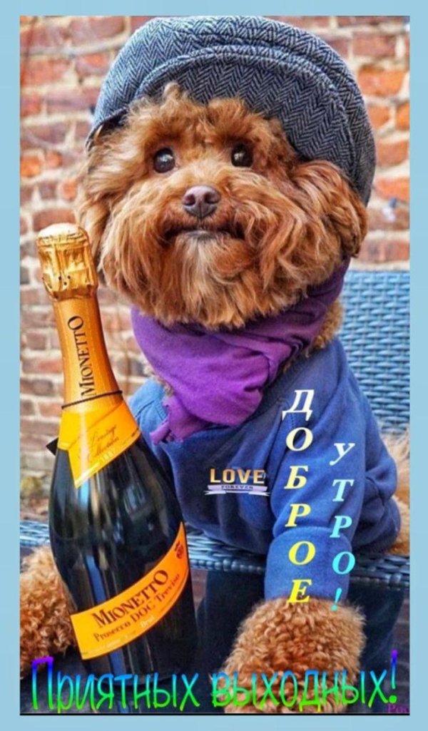 собака веселая