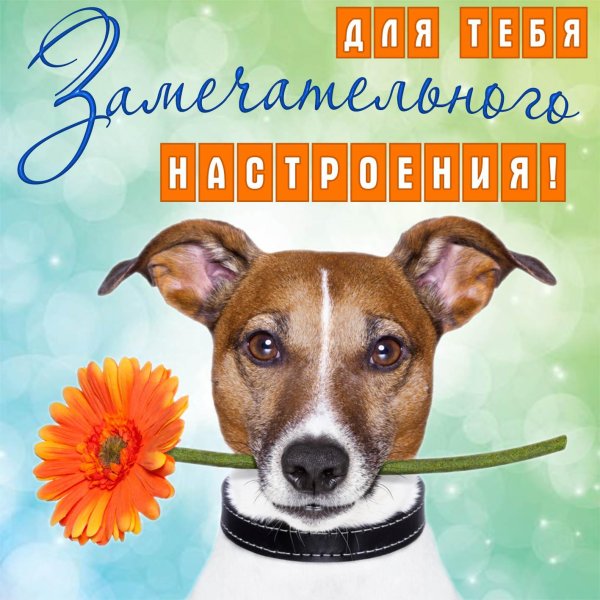 международный день собак открытки