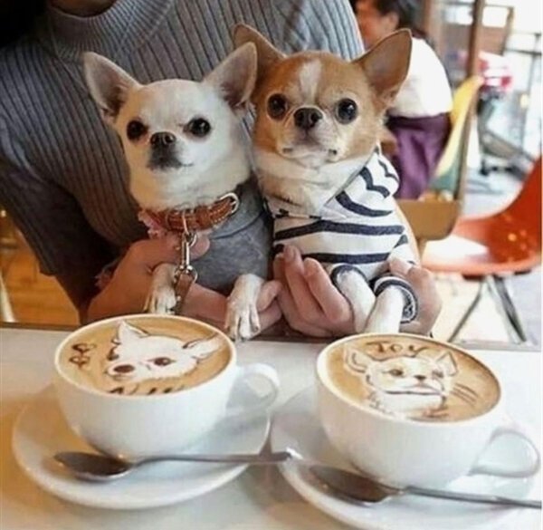 чихуахуа добрая