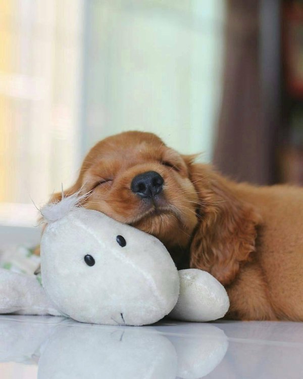 кокер спаниель мини