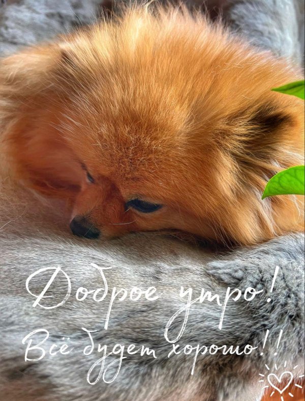 шпиц померанский