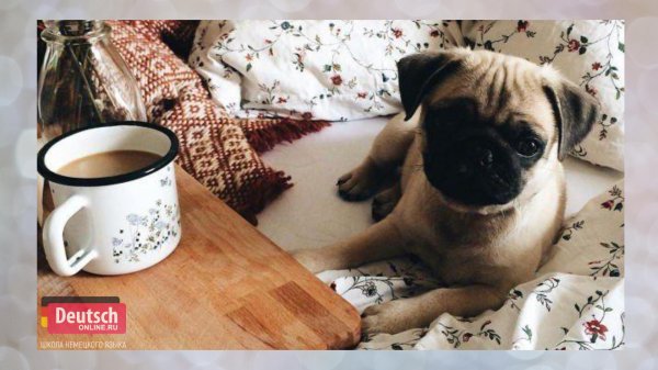 мопс короткошерстный