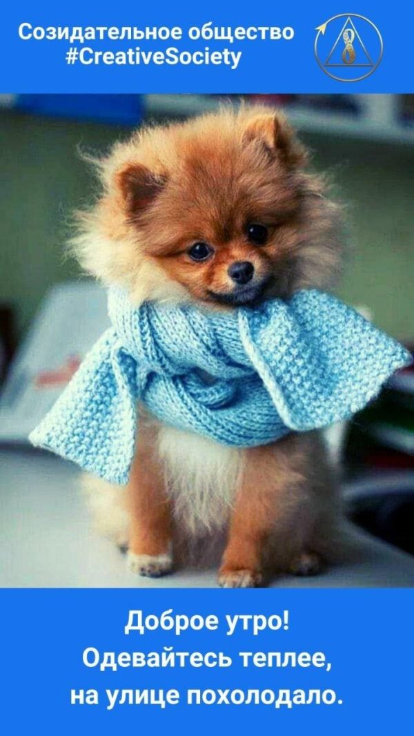 померанский шпиц джифф